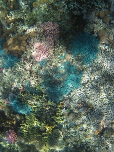 Brightly colored soft corals in the reef off of Atauro